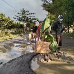 Aksi Protes: Warga Tanami Pohon Pisang di Jalan Poros Sukamaju- Wonokerto, Luwu Utara