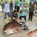 Sebanyak 17 Ekor Sapi, 3 Ekor Kambing di Kurbankan Muhammadiyah Mamuju