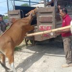 Satpol PP Mamuju Amankan Satu Sapi Liar