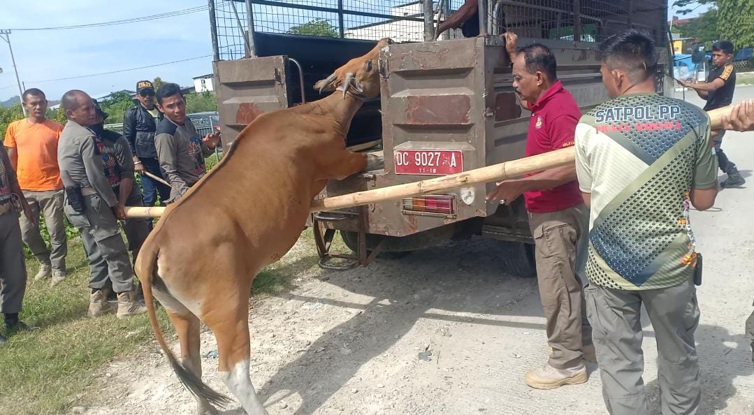 Satuan polisi pamong praja kembali melakukan penertiban ternak liar di wilayah kecamatan Mamuju dan Simboro, kabupaten Mamuju, Jumat, (22/7/2022).