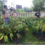 Dishut Sulbar Siapkan Bibit Untuk Rehabilitasi di Luar Kawasan Hutan.