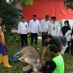 Kabid Madrasah Kanwil Kemenag Sulbar Sembelih 3 Ekor Sapi