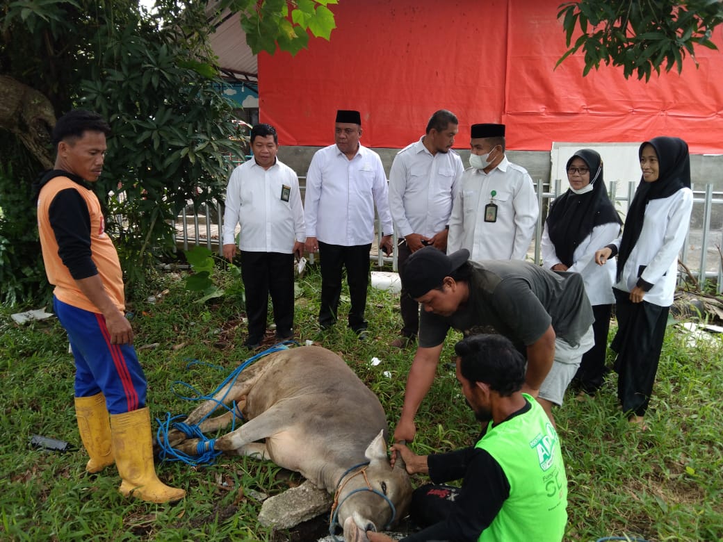 Proses Pengembalihan hewan kurban berupa sapi 3 ekor Sapi dari Kabid Madrasah