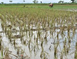 Dampak Banjir Ribuan Hektar Sawah Rusak, Distanpan Polman Usulkan Penggantian Benih