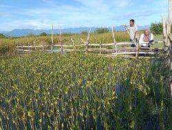 Gerakan Penanaman Mangrove Sepanjang Pantai Sulbar Tinggalkan Berbagai Persoalan