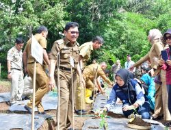 Walikota Palopo Lakukan Penanaman dalam Pencanangan Gerakan Tanam Pangan Cepat Panen. 