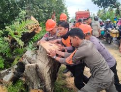 Tim SAR Brimob Bone Bersihkan Pohon Tumbang yang Bahayakan Warga