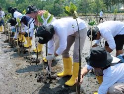 BPOM di Mamuju Tanam 1.500 Bibit Mangrove di Ampallas