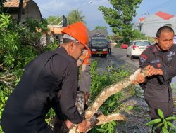 TIM SAR Brimob Bone Evakuasi Pohon Tumbang Di Jalan Poros Bajoe