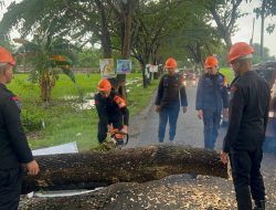 Tim SAR Brimob Bone Evakuasi Pohon Tumbang di Jalan Poros Cempalagi dan Jalan Gunung Kinabalu Bone