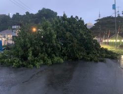 Pohon Tumbang Tutupi Jalan H.Abd Malik Pattana Endang Mamuju