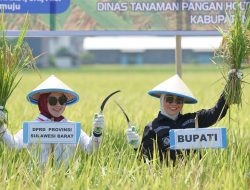 Ketua DPRD Sulbar dan Bupati Mamuju Hadiri Panen Raya di Kalukku