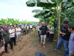 Pj Gubernur Sulbar Bahtiar Ajak OPD Sulbar ke Lahan Pisang Cavendish di Bone