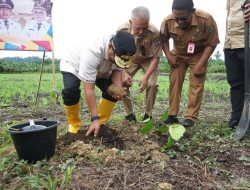 Pj Gubernur Sulbar Bahtiar Tanam Pohon Sukun di Pasangkayu