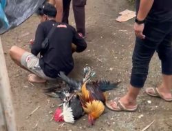 Polsek Tommo Gerebek Praktik Judi Sabung Ayam