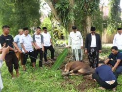 Pemprov Sulbar Sembelih 15 Ekor Sapi Kurban