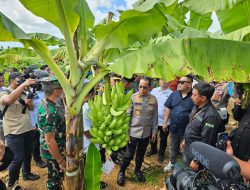 Petinggi TNI-POLRI Kunjungi Lokasi dan Tanam Bibit Pisang Cavendish di Bone