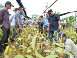 Pj Bahtiar Akan Membuka Pusat Pembibitan Hortikultura di Sulbar