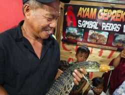 Seekor Anak Buaya di Mamuju Ditemukan di Pemukiman Warga