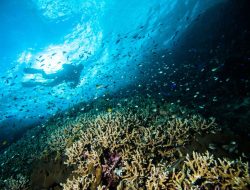 Keindahan Pulau Bunaken, Kaya Akan Biota Laut yang Luas