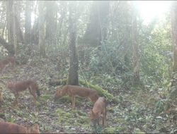 Sekelompok Anjing Langka Sumatera Ditangkap Kamera