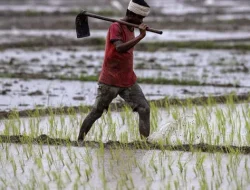 Pemutihan Utang oleh Presiden, Mentan Amran Meminta Petani agar Menjauhi Rentenir