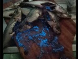 Penemuan Mengejutkan! Butiran Biru di Ikan Laut Menimbulkan Tanda Tanya Besar