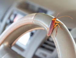 Waspada! Kecoa Bisa Bersarang di Kabin Mobil Saat Musim Hujan