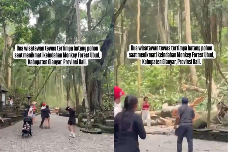 Tangkap layar video turis tertimpa pohon di Monkey Forest Ubud Bali, Selasa (10/12/2024).