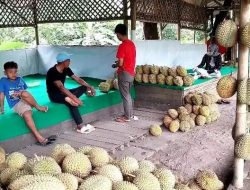 Panen Durian Awal 2025 Pedagang di Malang Raup Omzet hingga Rp 10 Juta