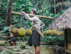 Tradisi Menikmati Durian dan Kopi Gaya Hidup Masyarakat Baduy