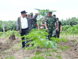 Pj Gubernur Sulbar Tinjau Perkebunan di Beru-beru