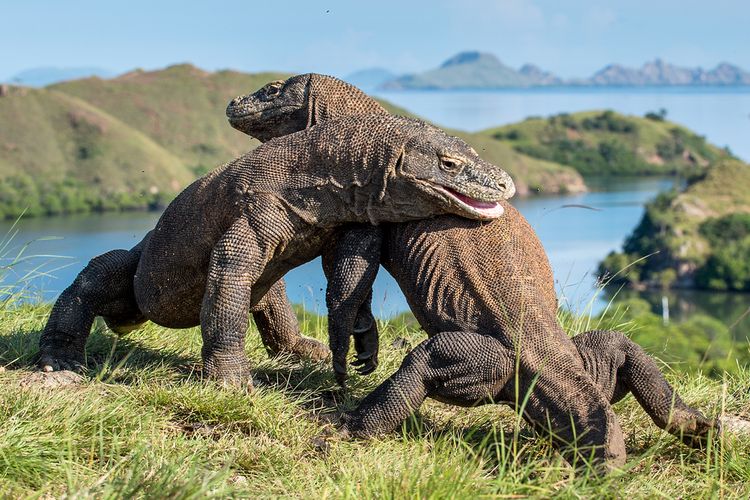 Ilustrasi komodo (Shutterstock)